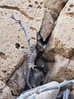 Caralluma sinaica  Caralluma sinaica,Geotagged,Winter
