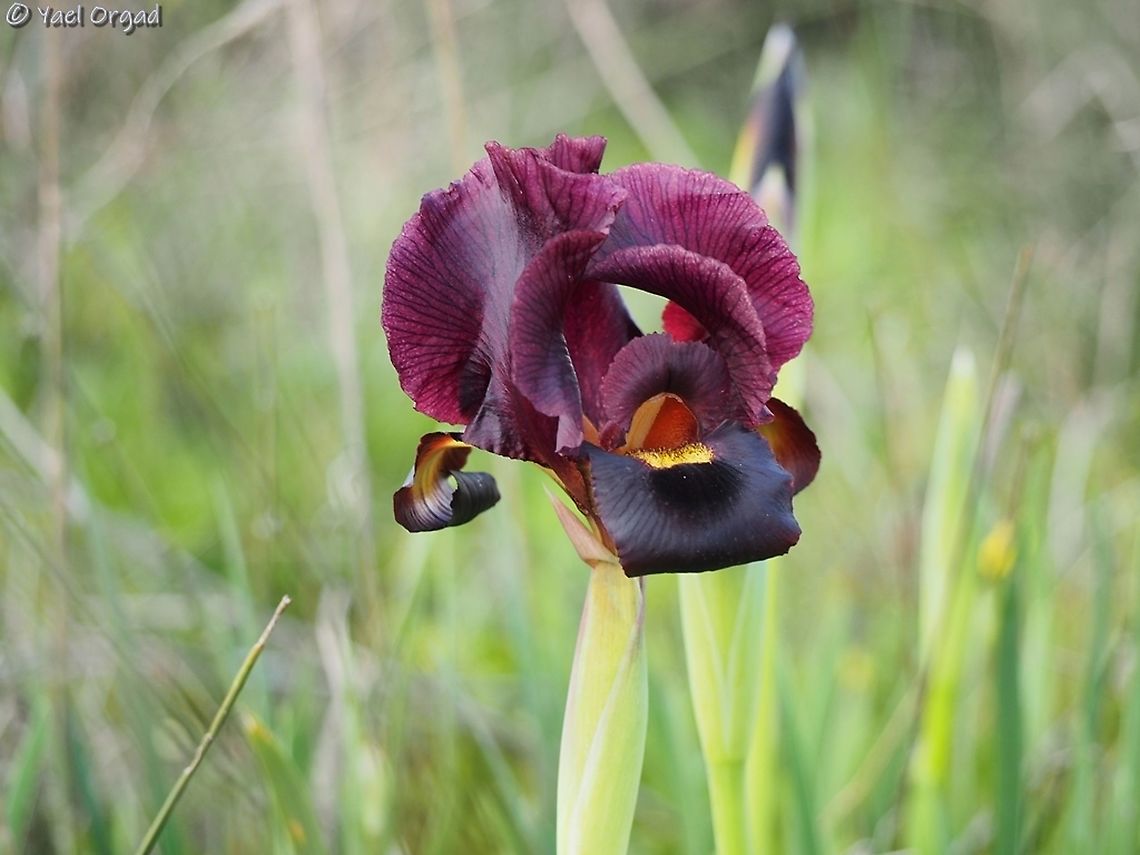 The first Royal Iris of the year is blooming! started a little late this year - due to a warm autumn and late start of winter rains. <br />
but it is as beautiful as it can be :-)  Coastal iris,Geotagged,Iris atropurpurea,Israel,Winter