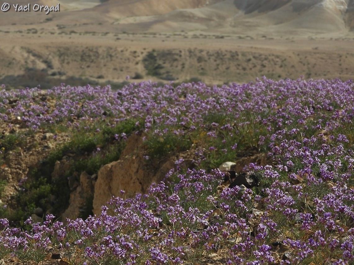 Wadi Zin is purple these days - Pseuderucaria clavata purple patches all over the area, I really love desert bloom!  Geotagged,Israel,Pseuderucaria clavata,desert