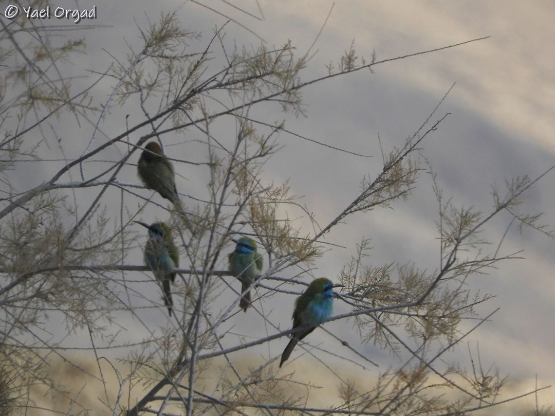 Green Bee-Eaters  Geotagged,Green bee-eater,Israel,Merops orientalis