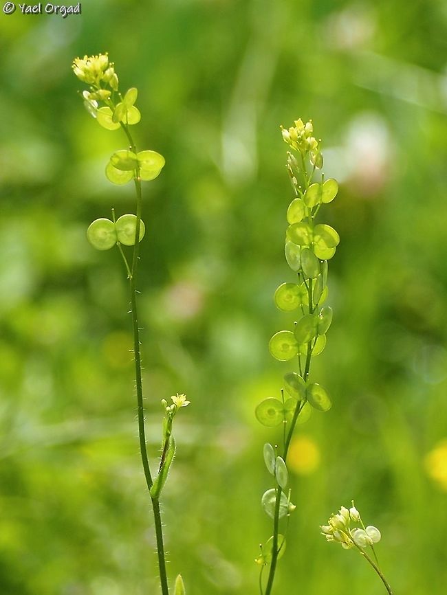 Biscutella didyma The Hebrew common name is Cymbals Biscutella didyma,Geotagged,Israel,Mediterranean Buckler-Mustard,Winter