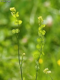 Biscutella didyma The Hebrew common name is Cymbals Biscutella didyma,Geotagged,Israel,Mediterranean Buckler-Mustard,Winter