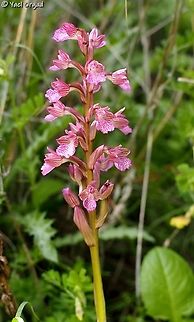 Anacamptis papilionacea I love wild Orchids...  Anacamptis papilionacea,Geotagged,Israel,Winter