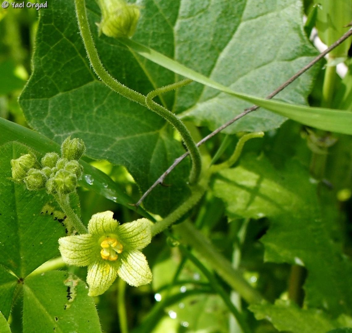 Syrian Byrony, Israel  Bryonia syriaca,Geotagged,Israel,Syrian Byrony,Winter