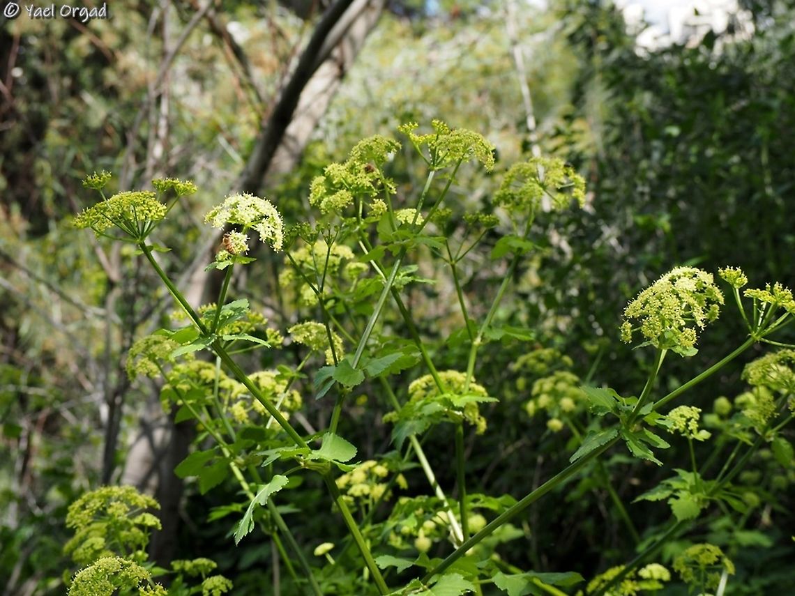 Smyrnium olusatrum  Geotagged,Israel,Smyrnium olusatrum,Winter