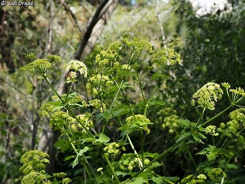 Smyrnium olusatrum  Geotagged,Israel,Smyrnium olusatrum,Winter