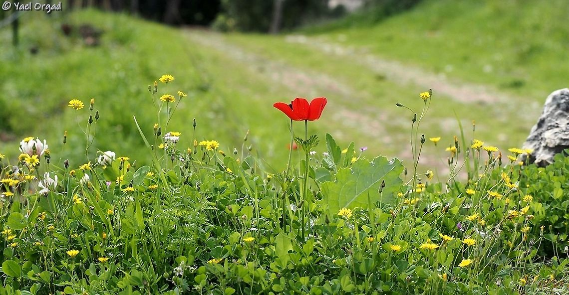 Spring is here! and sadly, due to Coronavirus epidemic, I can't get out to enjoy it. at least I can enjoy my previous picture <br />
here: Anemone coronaria in red, Crepis sancta in yellow and Trifolium clypeatum in cream.  Anemone coronaria,Crepis sancta,Geotagged,Israel,Trifolium clypeatum,Winter,spring