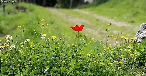 Spring is here! and sadly, due to Coronavirus epidemic, I can't get out to enjoy it. at least I can enjoy my previous picture 
here: Anemone coronaria in red, Crepis sancta in yellow and Trifolium clypeatum in cream.  Anemone coronaria,Crepis sancta,Geotagged,Israel,Trifolium clypeatum,Winter,spring