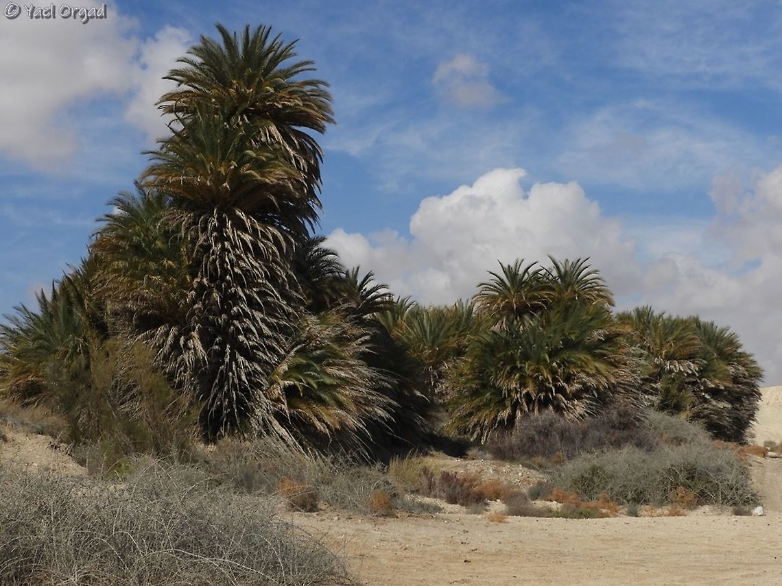 Wild Date Trees - Phoenix dactylifera in the Negev desert Date palm,Geotagged,Israel,Phoenix dactylifera,Winter