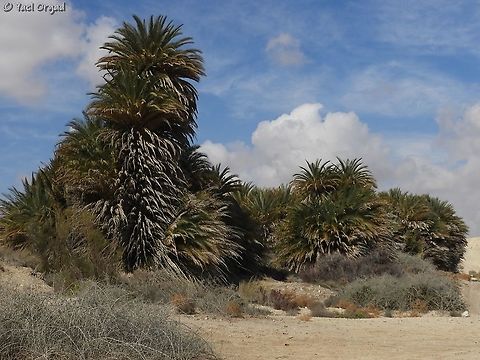 Wild Date Trees - Phoenix dactylifera in the Negev desert Date palm,Geotagged,Israel,Phoenix dactylifera,Winter