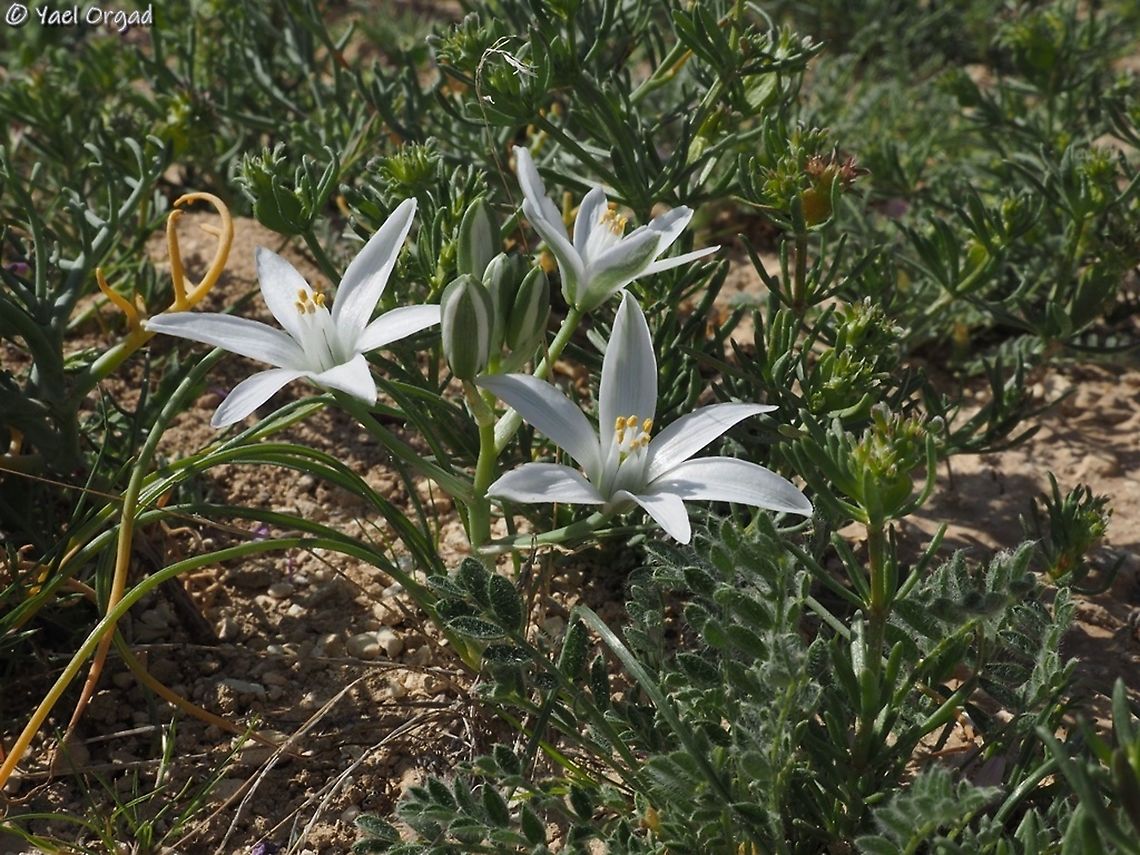 Ornithogalum trichophyllum  Geotagged,Israel,Ornithogalum trichophyllum,Winter