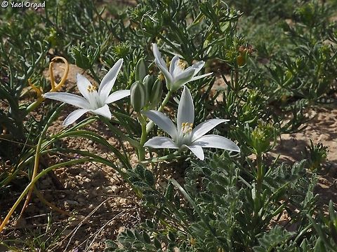 Ornithogalum trichophyllum  Geotagged,Israel,Ornithogalum trichophyllum,Winter
