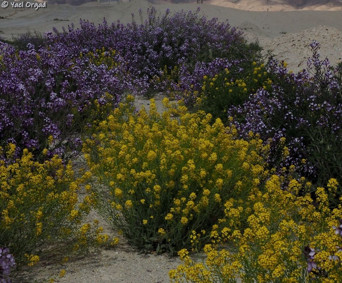 Nasturtiopsis coronopifolia  Geotagged,Israel,Nasturtiopsis coronopifolia,Winter