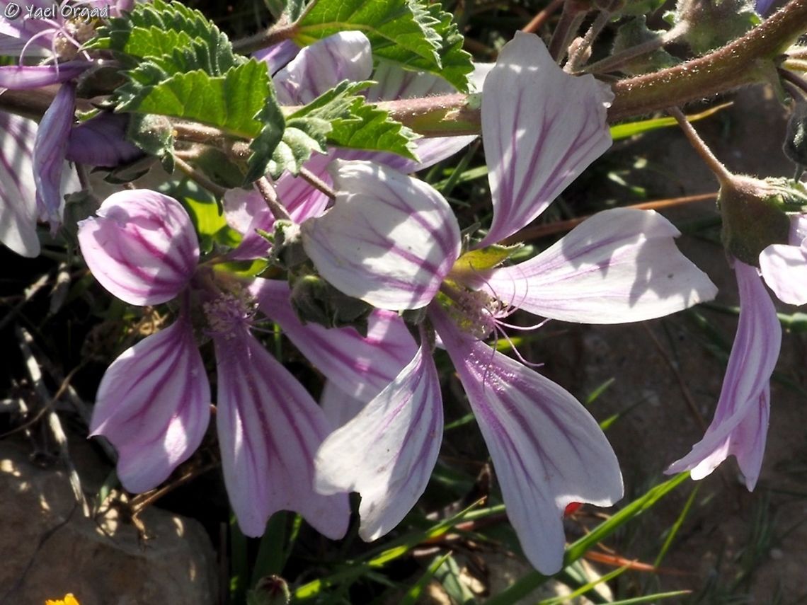 Malva sylvestris  Geotagged,Israel,Malva sylvestris,Winter