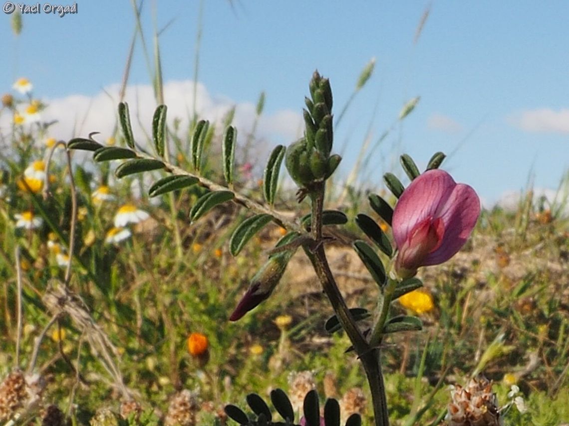 Vicia monantha  Geotagged,Israel,Mediterranean Vetch,Vicia monantha,Winter