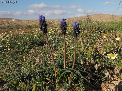 Muscari neglectum  Geotagged,Israel,Muscari neglectum,Starch grape hyacinth,Winter
