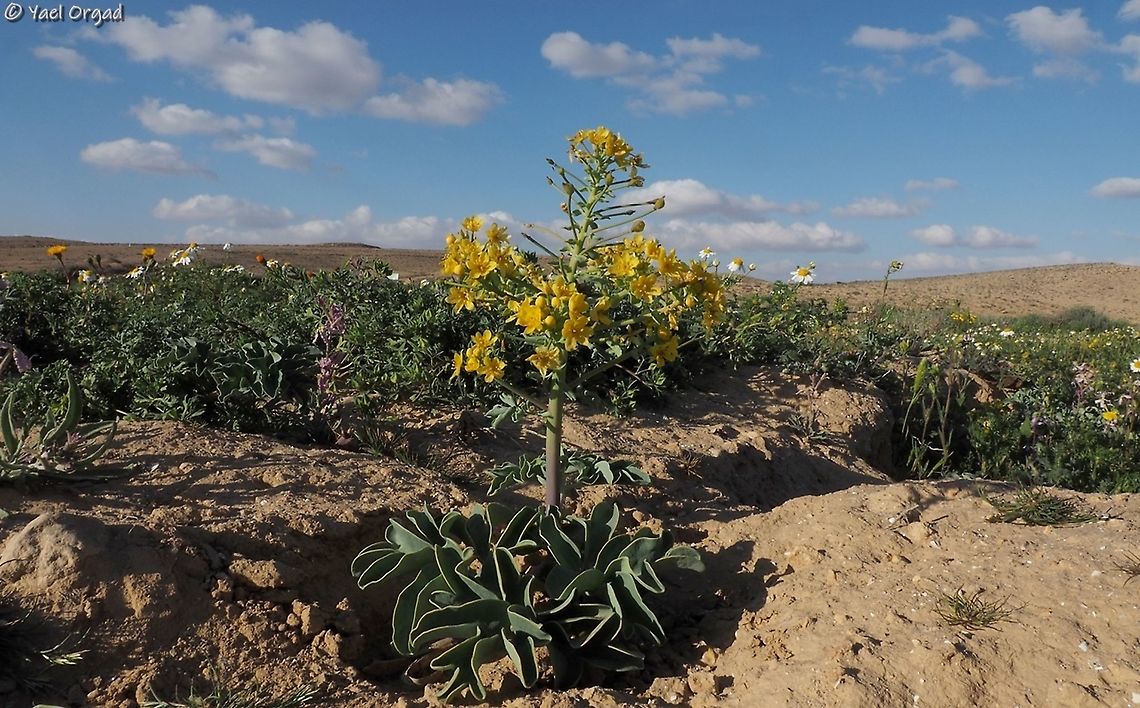 Leontice leontopetalum  Geotagged,Israel,Leontice leontopetalum,Winter