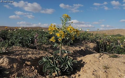 Leontice leontopetalum  Geotagged,Israel,Leontice leontopetalum,Winter