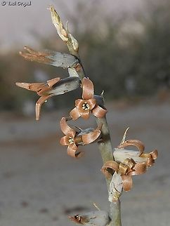 Dipcadi erythraeum  Brown Lily,Dipcadi erythraeum,Geotagged,Israel,Winter