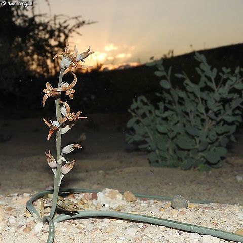 Dipcadi erythraeum  Brown Lily,Dipcadi erythraeum,Geotagged,Israel,Winter