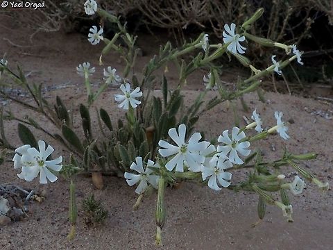 Silene villosa  Geotagged,Israel,Silene villosa,Winter