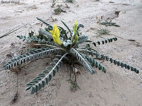 Astragalus dactylocarpus  Astragalus dactylocarpus,Geotagged,Israel,Winter