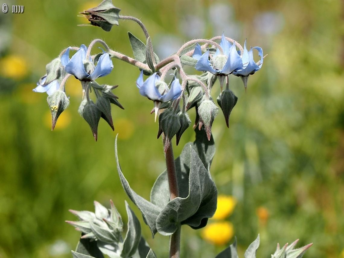 Boissier's Barbbell an enchanting light blue flower endemic to the Jordan Valley  Israel,Spring,Trichodesma boissieri