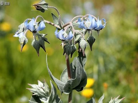 Boissier's Barbbell an enchanting light blue flower endemic to the Jordan Valley  Israel,Spring,Trichodesma boissieri