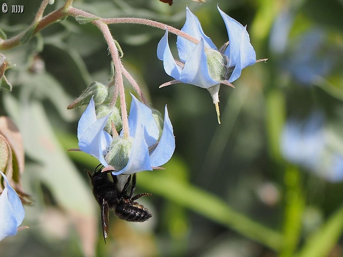 Buzz Pollination Megachile parietina pollinating Trichodesma boissieri<br />
<br />
The flower blooms &ldquo;upside down&rdquo;, like the Cyclamen&rsquo;s flower: the petals are rolled up backwards, while the style and stamens are seen below. The pollen is capsuled inside the stamens, it does not disperse and is not available to every insect that comes to the flower. The bee that approaches the flower holds on to it with its mouth and rapidly vibrates its wings with a strong buzzing sound. This buzz creates resonance that shakes the stamen and make the pollen pour down (just like salt from the holes in a salt-shaker). Some of the pollen drops on the bee. When this bee will visit a new flower, it will touch its stigma, and thus pollinate it. <br />
<br />
<a href="https://www.botanic.co.il/en/knowledge/trichodesma-boissieri/" rel="nofollow">https://www.botanic.co.il/en/knowledge/trichodesma-boissieri/</a> Israel,Megachile parietina,Trichodesma boissieri,Xylocopa iris,spring
