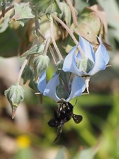 Buzz Pollination Megachile parietina pollinating Trichodesma boissieri

full explanation here: 
https://www.jungledragon.com/image/91529/buzz_pollination.html Israel,Megachile parietina,Trichodesma boissieri,spring