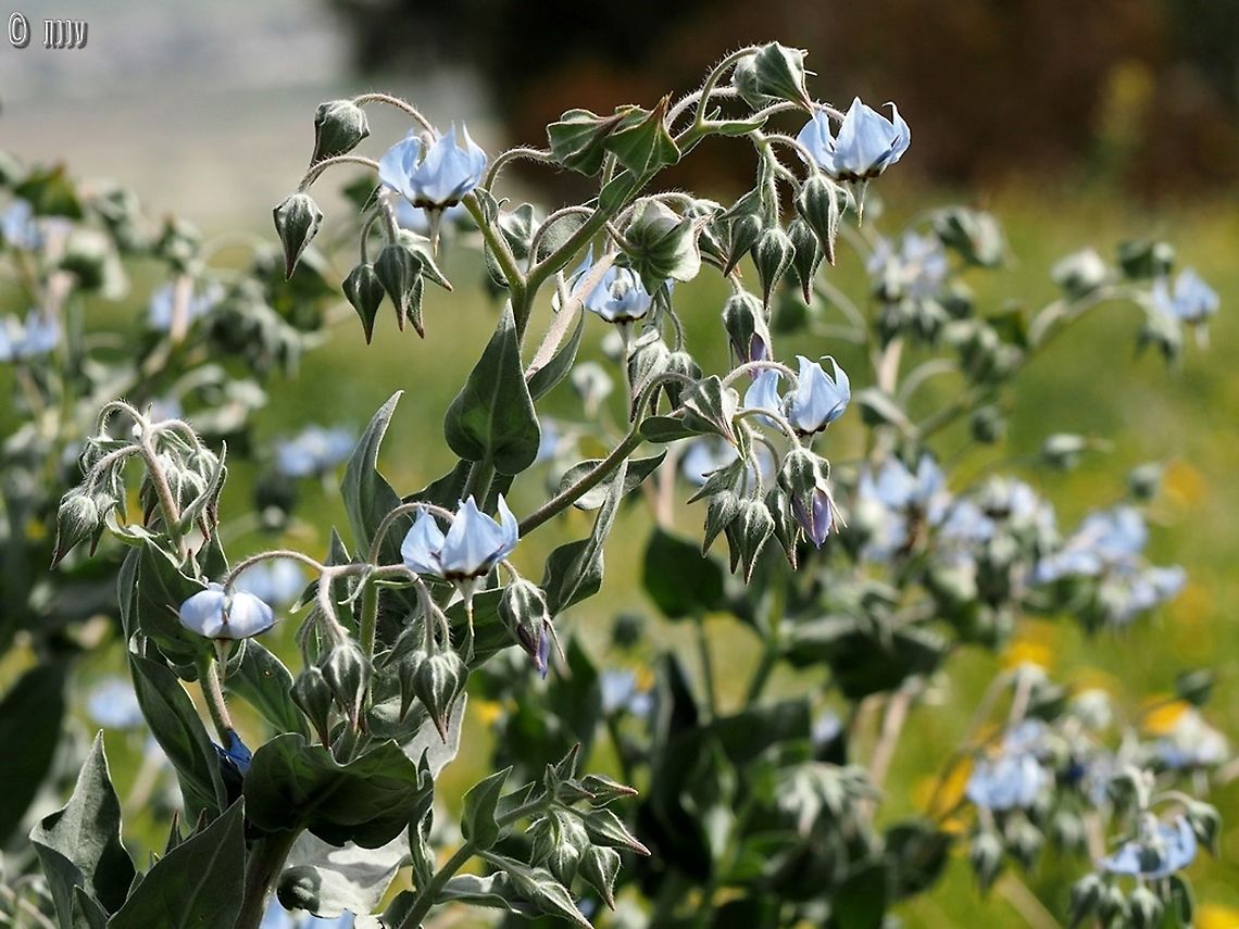 how many light-blue flowers do you know? this is surely one of the prettiest!<br />
Trichodesma boissieri - endemic to the Jordan Valley Geotagged,Israel,Trichodesma boissieri,Winter