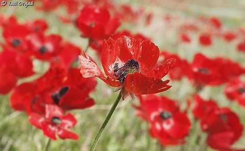 Asian Buttercups this year the Jordan Valley was painted red! Geotagged,Persian buttercup,Ranunculus asiaticus,Winter