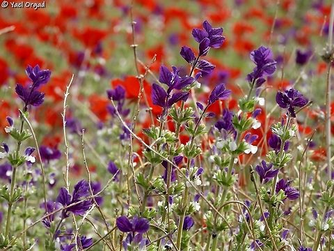 Salvia viridis, Israel  Geotagged,Israel,Salvia viridis,Winter