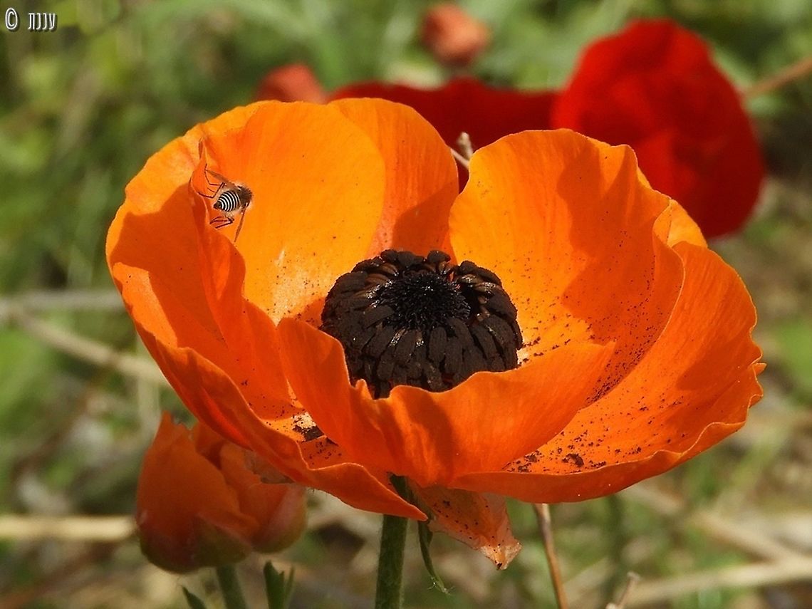 Ranunculus asiaticus - orange variant  Geotagged,Persian buttercup,Ranunculus asiaticus,Winter