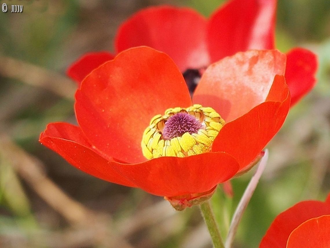 Ranunculus asiaticus - with yellow pollen normally the pollen is black Geotagged,Persian buttercup,Ranunculus asiaticus,Winter