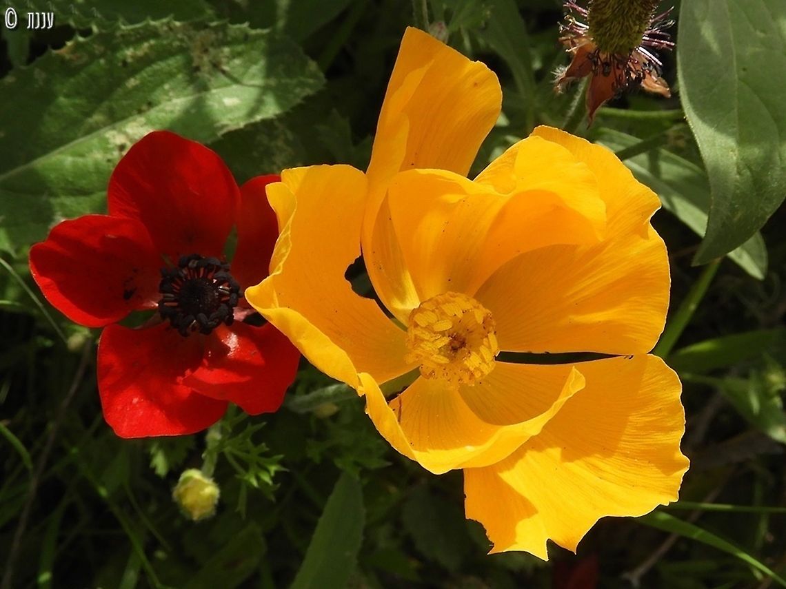 Ranunculus asiaticus - yellow variant  Geotagged,Persian buttercup,Ranunculus asiaticus,Winter