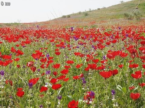 Asian Buttercups all over the place
 Geotagged,Persian buttercup,Ranunculus asiaticus,Winter
