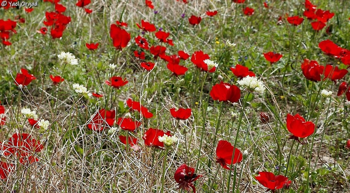 Allium qasyunense among the buttercups  Allium qasyunense