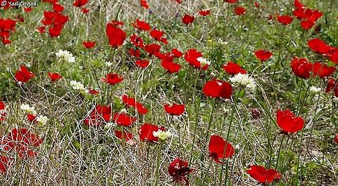 Allium qasyunense among the buttercups  Allium qasyunense
