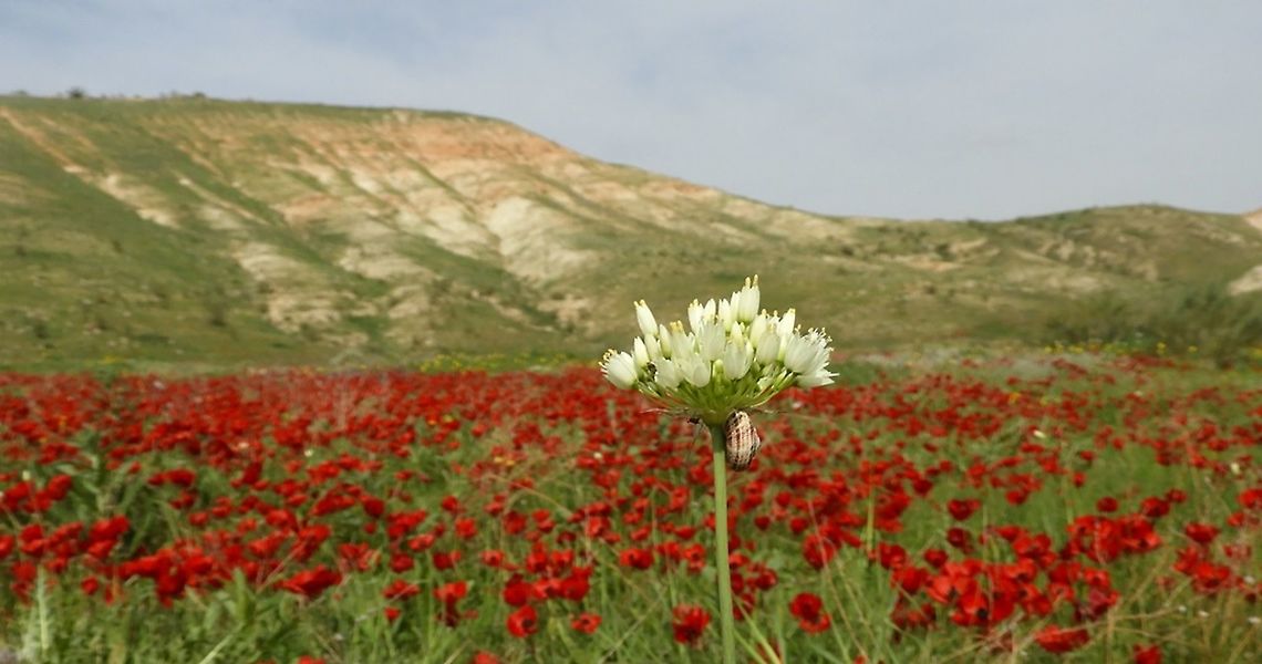 Allium qasyunense among the buttercups  Allium qasyunense,Geotagged,Israel,Jordan Valley,Winter