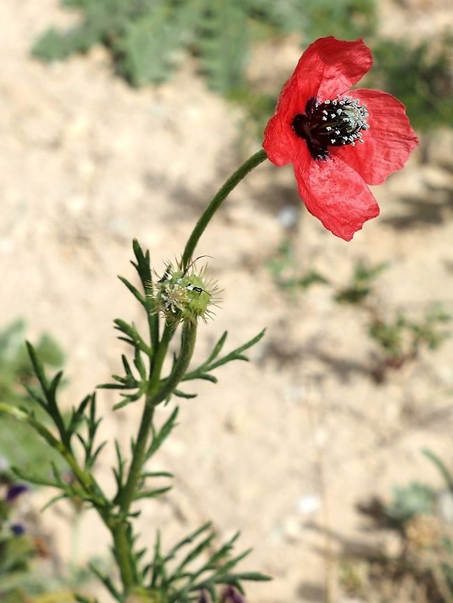Papaver hybridum - small lovely Poppy  Israel,Papaver hybridum,Sad poppy