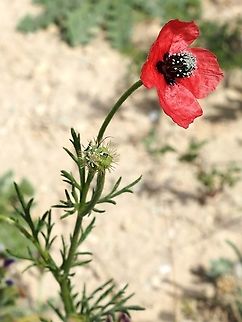 Papaver hybridum - small lovely Poppy  Israel,Papaver hybridum,Sad poppy