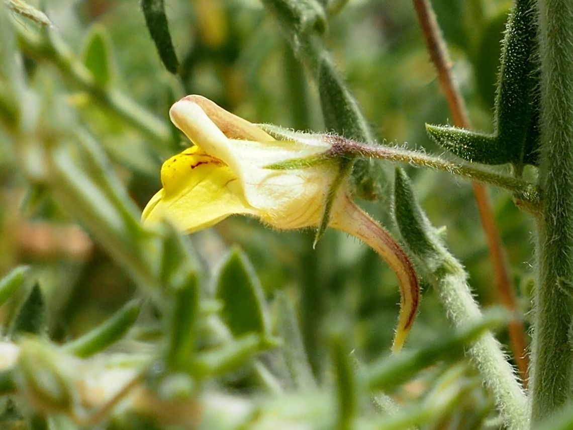 I really love the Kickxia genus the flowers are so lovely and intriguing!  Israel,Jordan Valley,Kickxia aegyptiaca