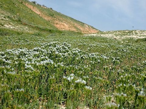 Spring is so wonderful, even the desert Limonium is making patches!  Israel,Jordan Valley,Limonium lobatum