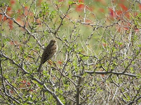 Corn Bunting it was singing quite loudly...  Corn Bunting,Emberiza calandra,Israel