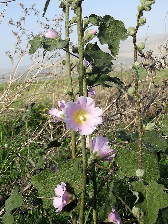 Alcea setosa light variant typical to the Jordan Valley Alcea setosa