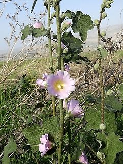 Alcea setosa light variant typical to the Jordan Valley Alcea setosa