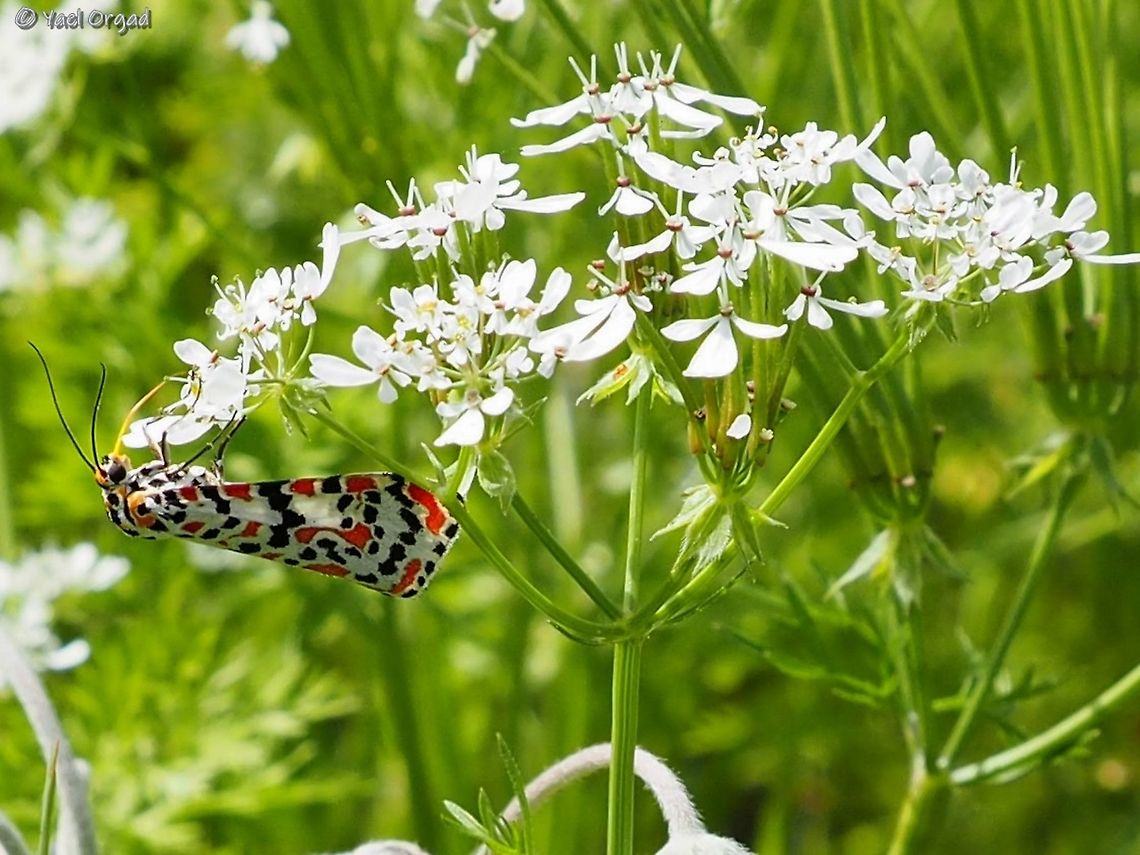 Utetheisa pulchella on Scandix  Crimson speckled footman,Israel,Scandix,Utetheisa pulchella
