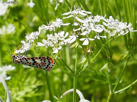 Utetheisa pulchella on Scandix  Crimson speckled footman,Israel,Scandix,Utetheisa pulchella