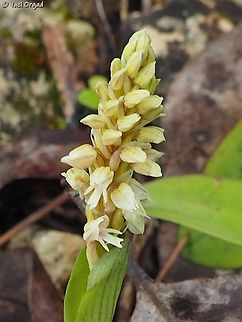 Neotinea maculata  Dense-flowered Orchid,Geotagged,Israel,Neotinea maculata,Winter